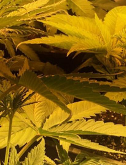 Rozmowa z anonimowym polskim growerem