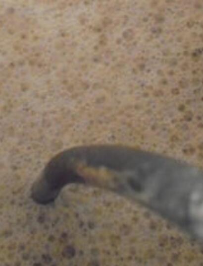 Tutto sulla melassa - Accumulare peso