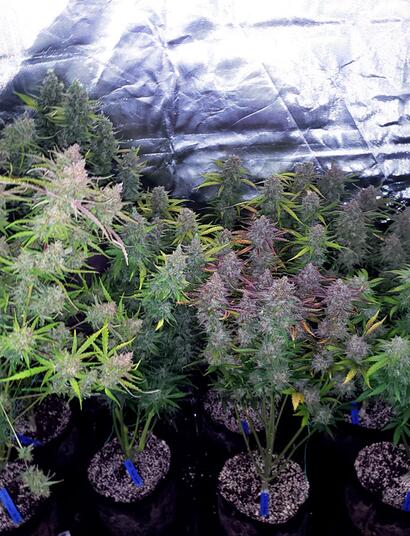 Medical cannabis growers. Auto or photoperiod genetics?