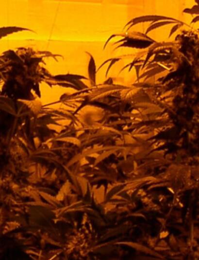 Liefers für Legalisierung