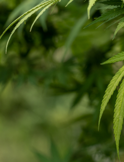 La química del aroma en la marihuana