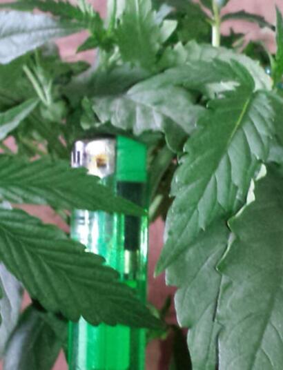 Controlling Plant Height