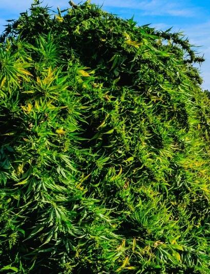 420