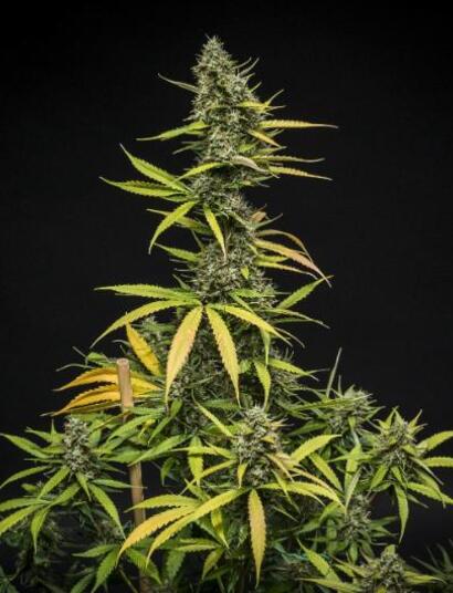 Nieuwe Mimosa Auto van Royal Queen Seeds wint zilver op de Autoflower World Cup 2025