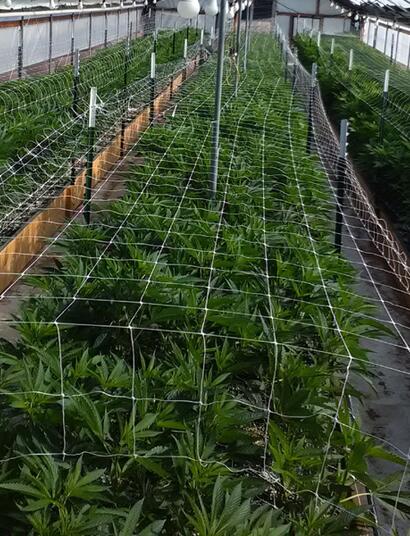 Les French Breeders du Triangle d’Emeraude