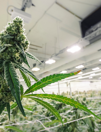 The Best Cannabis Shows in Europe
