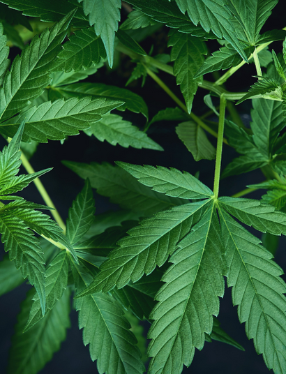 Ventajas y desventajas del cannabis autofloreciente