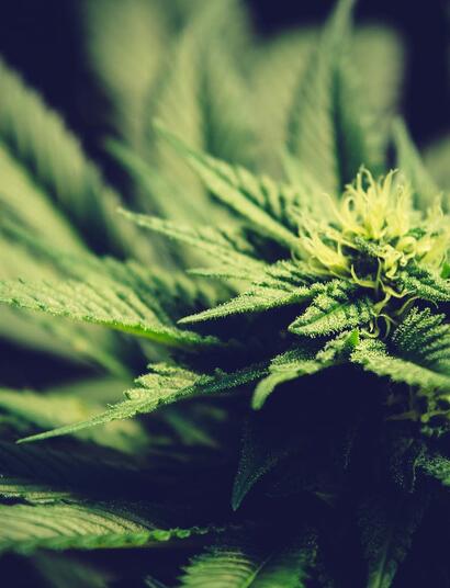 5 variedades para cultivar esta temporada