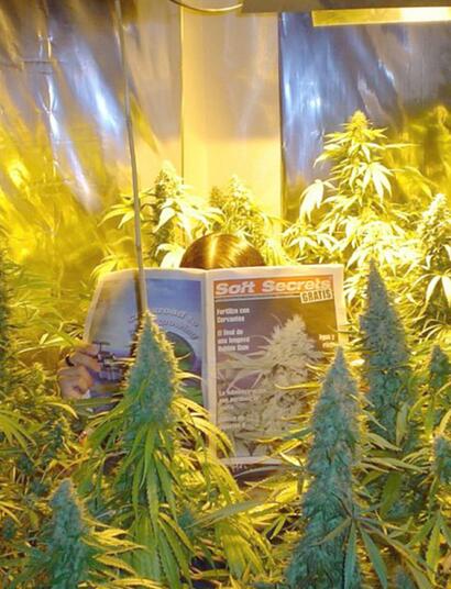 5 bons conseils pour arroser le Cannabis