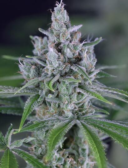 Wie man wächst Purple Ghost Candy