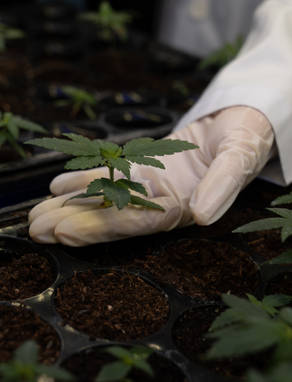 Fragen zum Cannabisanbau