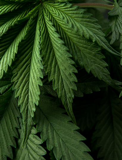 3 populairste wietsoorten in Amsterdam | Coffeeshop Papillon