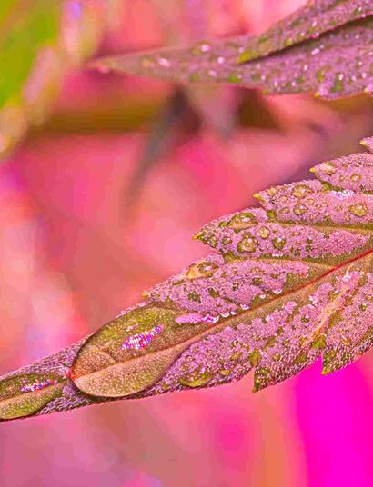 KiesKompas onderzoek