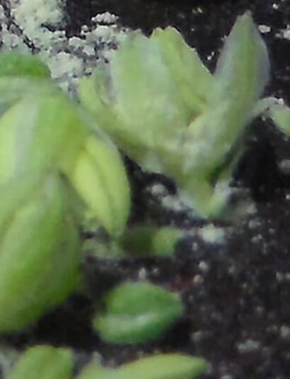 Quando c'erano SOG e ScrOG