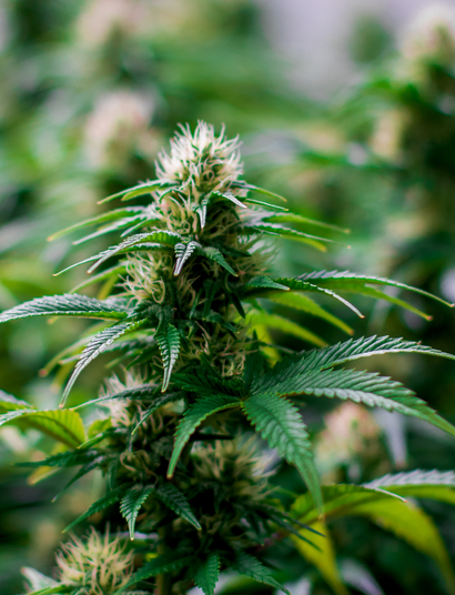 Le soda au cannabis