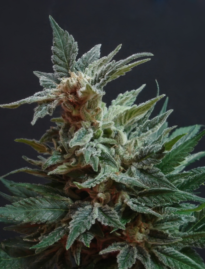 Mutace, věčný vývoj konopí