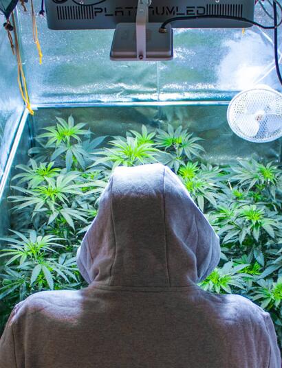 Blueberry Cookies y Ocean Grown Cookies