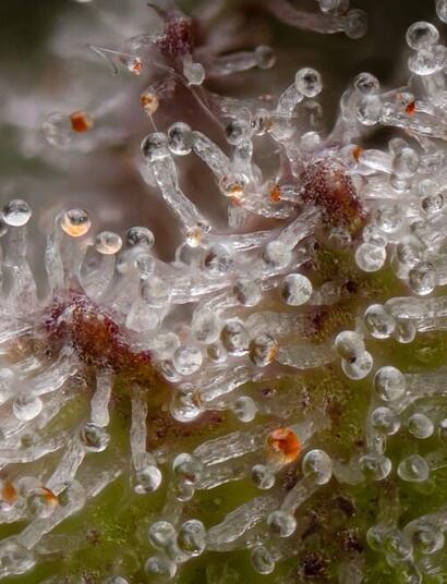 indoor grower checklist before harvesting cannabis plants 