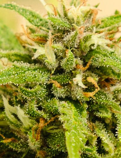 Plagas y plaguicidas en la marihuana