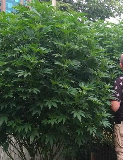 8 Top Tips for Growing the Best Outdoor Crop in 2025