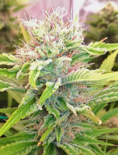 Lleva tu cosecha de marihuana al próximo nivel