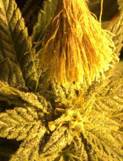 Ale de Trip Seeds enseña a manejar machos de cannabis y polinizar hembras.