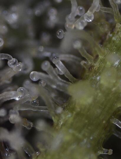 6 Signs of Top Quality Cannabis Buds - How to Identify Good and Bad Cannabis