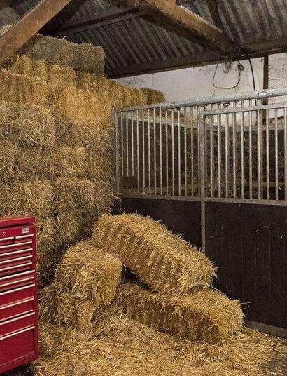 De wiet onder een geheim luik, de kwekers achter het hooi