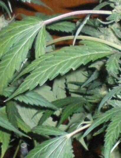Cannabis thérapeutique : la phase expérimentale commencera en 2020