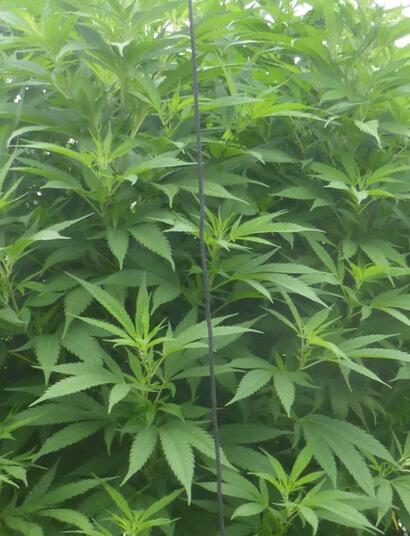 Les acides humiques : qu’est-ce que c’est ?