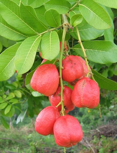  L’Ackee : de l’Afrique aux Caraïbes, histoire d’un fruit apprivoisé