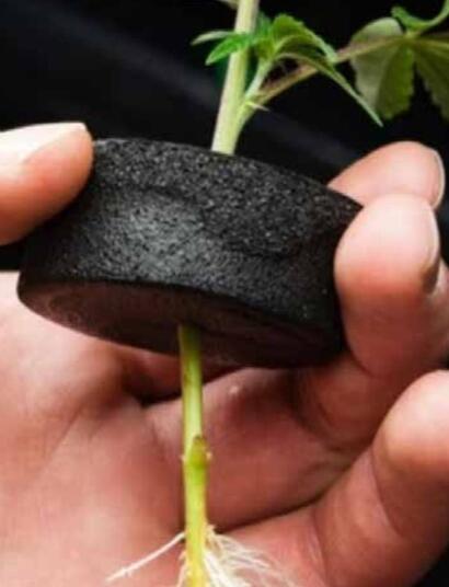 Les avantages de la culture en aéroponie