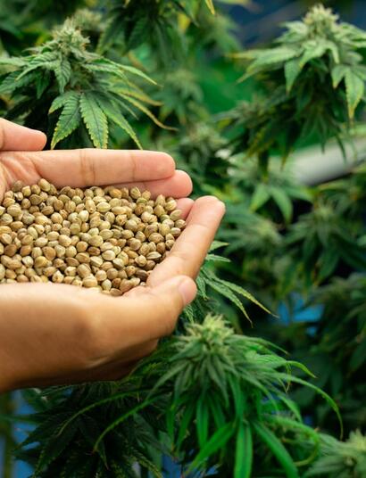 Feminisierte Cannabissamen bieten Züchtern eine Reihe von Vorteilen in Bezug auf die Qualität ihrer Produkte und der Ertragssteigerung. Hierbei bietet 24High.de ein breites Sortiment an feminisierten Cannabissamen zu kaufen, das Ihren Anbau erfolgreich macht und die gute Qualität Ihrer Ernte garantiert.