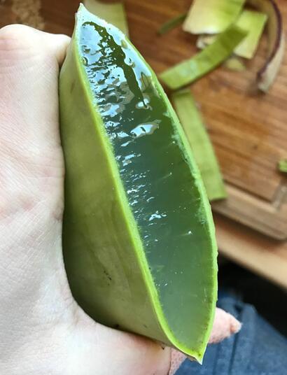 L'Aloe Vera, une grande alliée