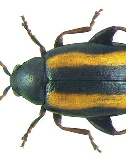 L’altise : comprendre ce ravageur opportuniste 