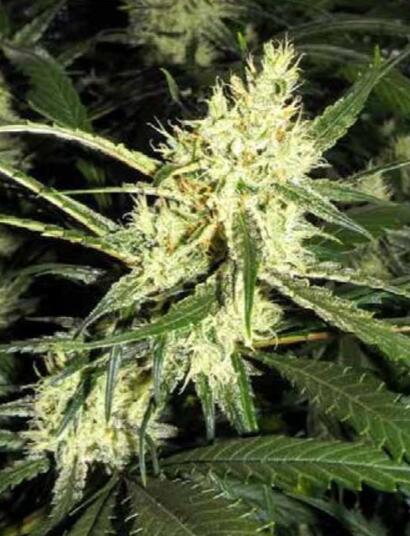 Grow Report : Amsterdam Amnesia 