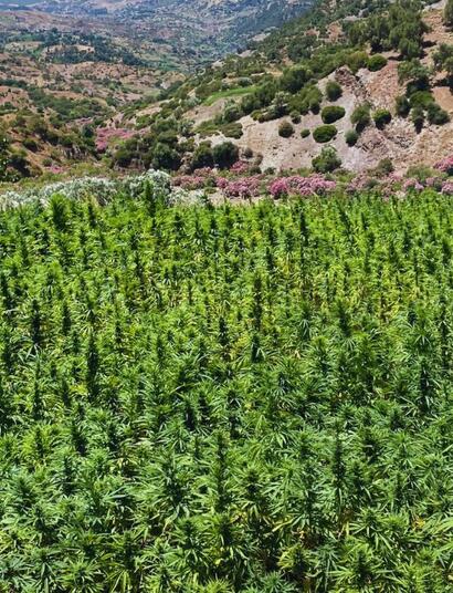 Angola Red, Oaxacan i Red Lebanon