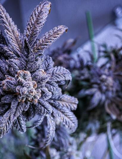 Antocyjany lekarstwem na wiroid chmielu?