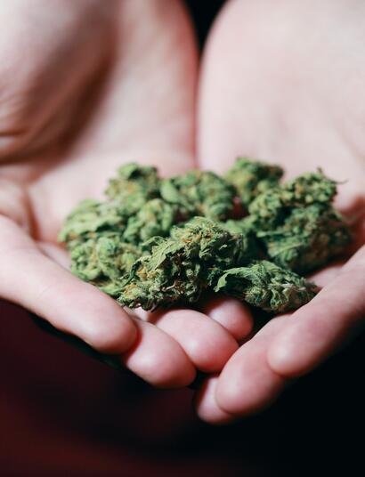 cannabis