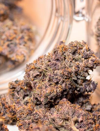 Colture di cannabis di migliore qualità per il coltivatore indoor medio