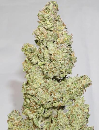 Uprawa Auto Colorado Cookies