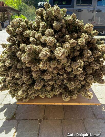 Cogollos de marihuana secos