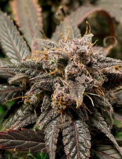 Auto Slush Mint Cake: 4 plantas, 4 análisis de THC