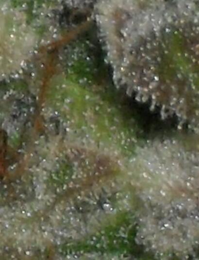 Auto Chocolate Skunk