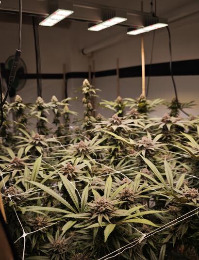 Automatisierung im Growzelt – Lohnt sich das?