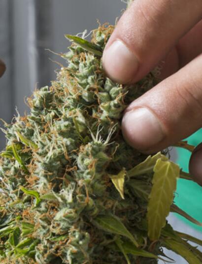 AutoMazar - Les génétiques Mazar continuent de nous enchanter, 10 ans après leur introduction