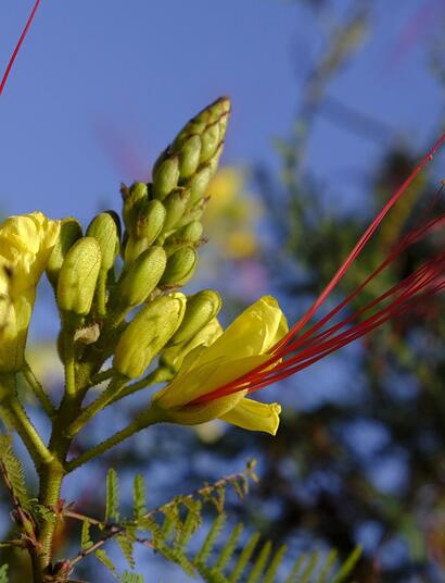  La bactérie qui carbure à l’azote
