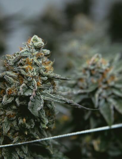 Ácidos húmicos y fúlvicos en el cultivo de cannabis.