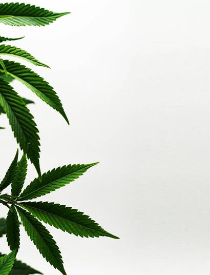 Von der BLE genehmigten Forschungsprojekte drehen sich um Anbau von Nutzhanf sowie Cannabissorten und deren Eigenschaften.