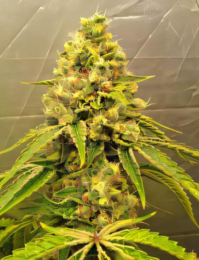 Banana Blaze
